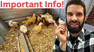 Teenager Chickens - My Setup Before They Officially Go Outside