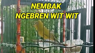 Download lagu 😲WOW ‼️ PLECI  nembak NGEBREN sambung wit wit  cerrr cocok buat masteran pleci lomba mp3