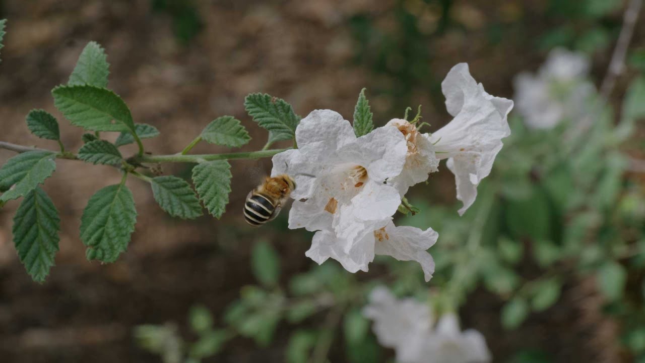 Desert Plants: Little Leaf Cordia 