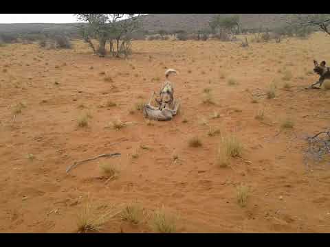 AFRICAN WILD DOGS TEAR BABY ANTELOPE IN HALF!