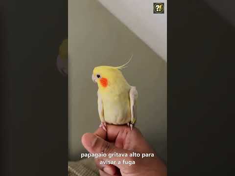 Mascote Fofoqueiro