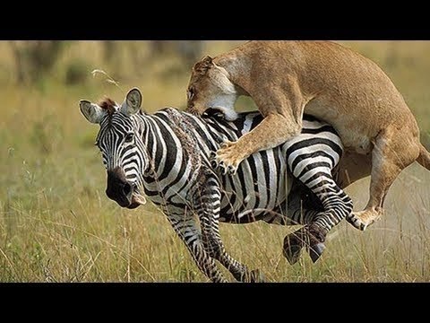 Lion kills Zebra Woundeful Video