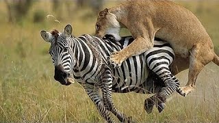 Lion kills Zebra Woundeful Video