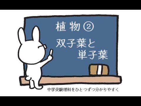 園芸 線形葉状子葉