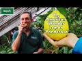 5 Pound Lemons The Amazing American Wonder Lemon Ponderosa