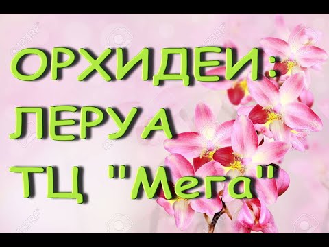 Леруа:ЗАВОЗ прекрасных ОРХИДЕЙ,тц "Мега",Самара,02.04.21.