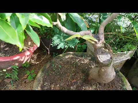 Cách để làm thoáng khí, thoát nước cho mai trồng chậu khi mưa  nhiều