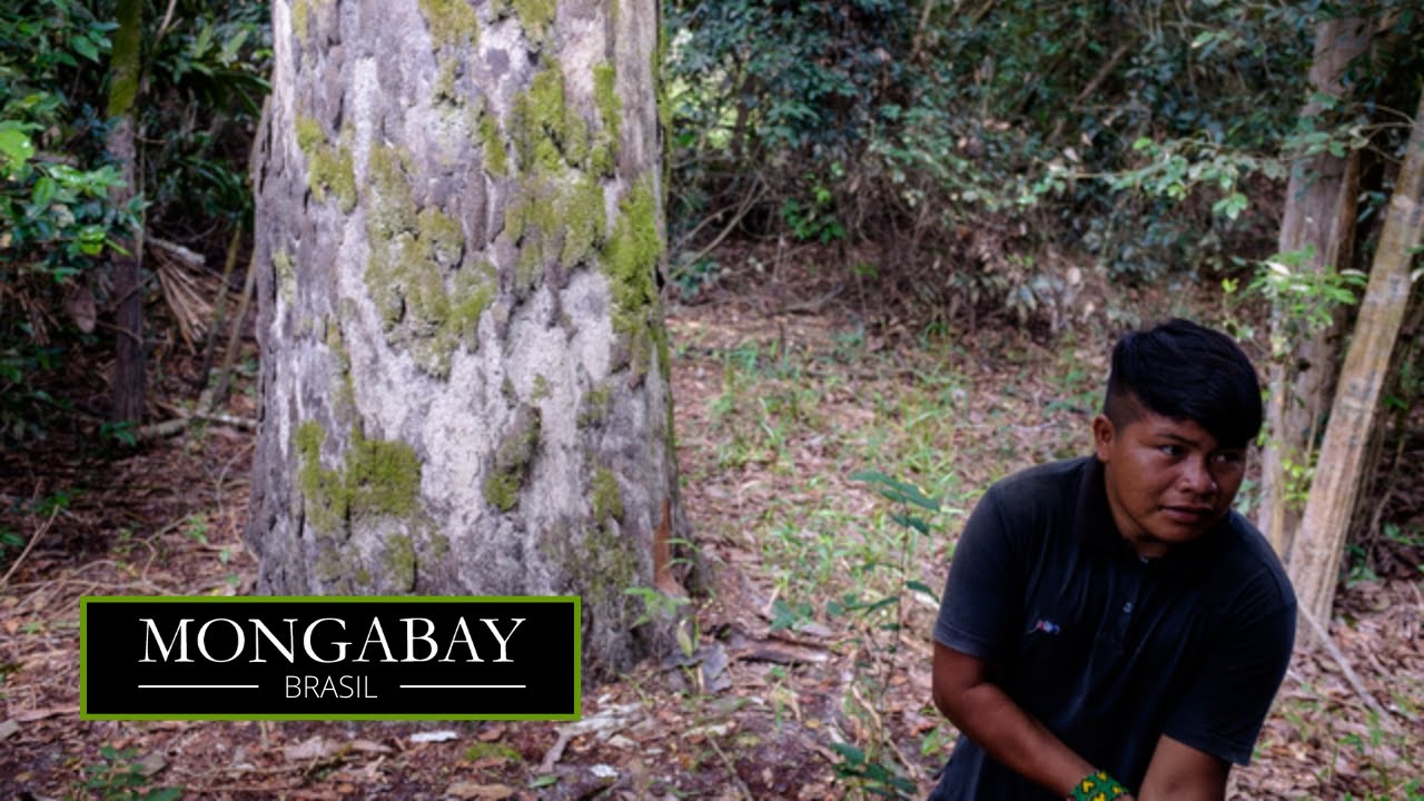 A estratégia dos Ka’apor para conter invasores e salvar uma das últimas florestas do Maranhão