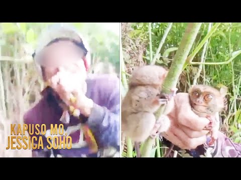 Mga tarsier, hinuli at ginawang content ng vloggers mula South Cotabato?! Kapuso Mo, Jessica Soho