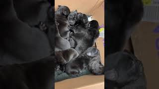 Mixed Puppies Sale in Battle Creek, MI