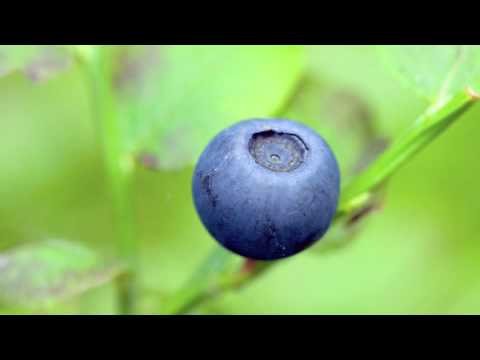 Husky Rescue - Blueberry Tree, Pt. 1
