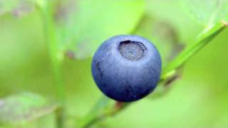 Husky Rescue - Blueberry Tree, Pt. 1