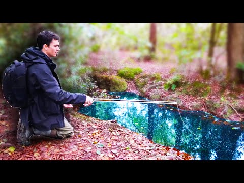 Forskellige fiskearter i åen