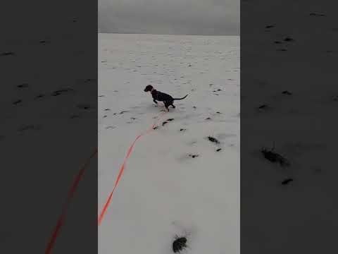 2. Übungsfährte im Schnee - Anni vom Moorbachtal #Wälderdackel #Schwarzwälderbracke #Jagdhund