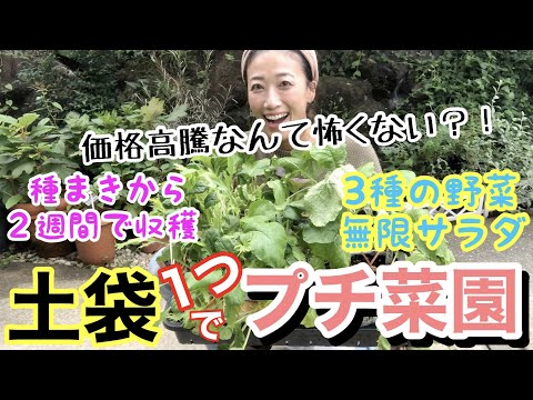 鉢植えのキンレンカ:ベランダであっという間にカラフルに 植物