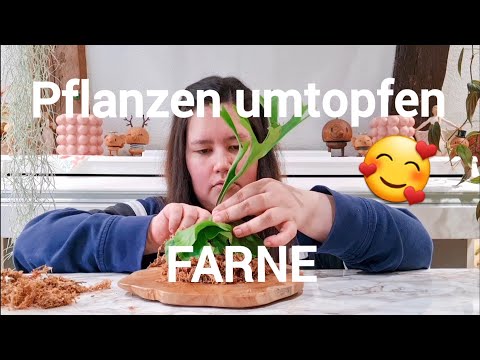 Pflanzenpflege 🌱 | Umtopf Special - Farne vom EOC 💚