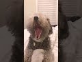 omg look what he did funny pets doglover dogstv333