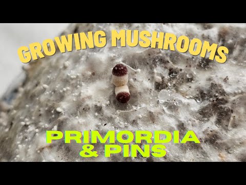 Mushroom Supplies Grow Kit In-A-Bag | Part 2: Primordia & Pins