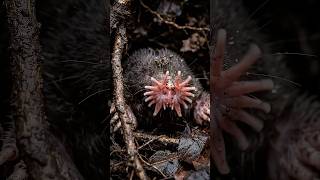 👃 Its Nose Has 22 Tentacles and 5x More Touch Sensors Than Your Whole Hand 🌟
