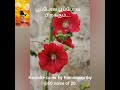 Poopola Poopola Karaoke Cover By Ramamoorthy 60 Voice Of 20