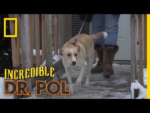 , title : 'Treating a Dog's Upper Respiratory Infection | The Incredible Dr. Pol'