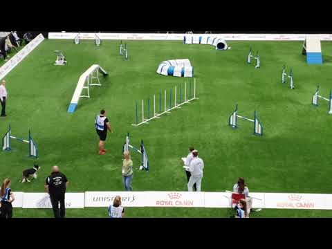 RUSSIA Large TEAM AGILITY AWC 2019
