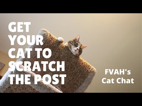Cat Chat - Stopping A Cat From Scratching Your Furniture!