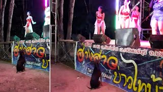 Download lagu Stray Dog Enjoys Coyote Dancer Show mp3
