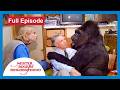 Koko The Gorilla Meets Mister Rogers Full Episode Mister Rogers Neighborhood