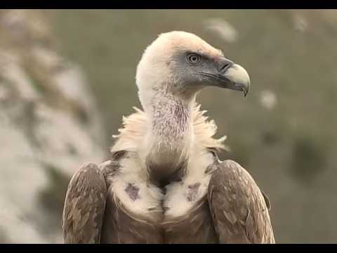 BUITRE COMÚN | GRIFFON VULTURE | Gyps fulvus