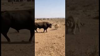 Download lagu Banteng vs Singa — Momen yang Tak Seorang Pun Bisa Percaya Itu Nyata mp3