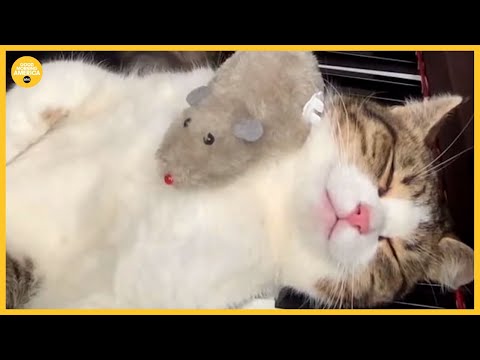 This cat's reaction classical piano music is purr-fect