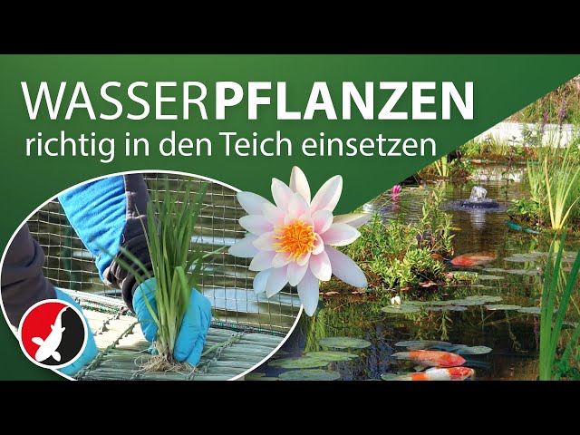 Vidéo teaser pour So werden Wasserpflanzen richtig in den Teich eingesetzt!