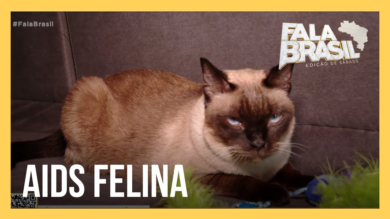 SOS Pet: conheça mais sobre a Aids felina