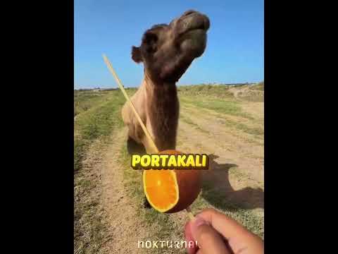 Portakalları Kimseye Bırakmadı 🍊😂