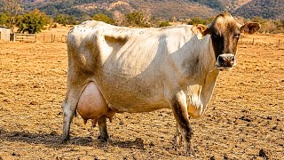 Por que Brasil IGNORA Essas JOIAS da PECUÁRIA SUL-AMERICANA?