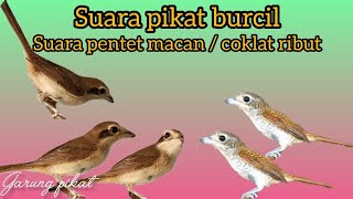Download lagu Suara pikat pentet macan ribut pikat burcil mp3