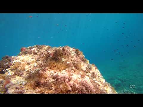 2021 08 31 Diving Bahia Pollensa Mallorca