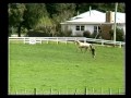 TAS TV Australian ID 1985