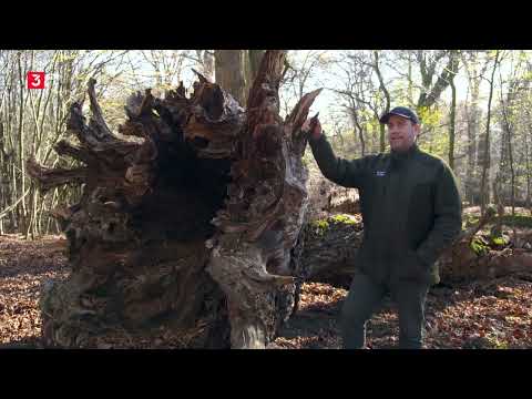 Waldstadt Wien: Was wäre Wien ohne seinen Wald? - Dokumentation Deutsch 2024