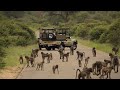 Large Baboon Troop Interact and Play Around Our Open Safari Vehicle in Kruger National Park.