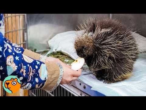 Abandoned Baby Porcupine Grows From Shy To A Chatterbox | Cuddle Buddies