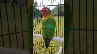 Download lagu LOVEBIRD KONSLET 'BECEX' PIALA KING SF CUP 1 CIBUBUR - LENDIR SQUAD BOGOR mp3