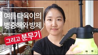 여름 다육이의 병충해(깍지벌레,응애,공팡이,검은반점)와 방제, 분무기 succulent 180화 #해맑은TV