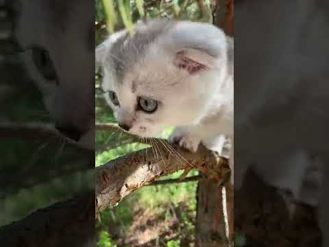 Cute cats!!Funny cats#shorts