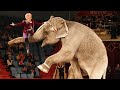 Цирковое Шоу Слоны Лошади Обезьяны Elephants Perform In The Circus