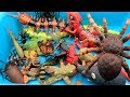 Best Insect Toys For Kids Learn Insect Bugs Education Video RC Spider Centipede Scorpion Larva