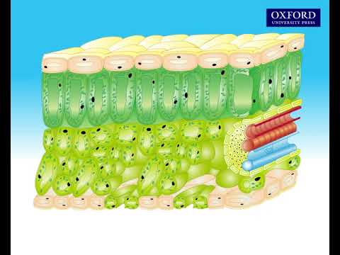 Animation 9.1 The structure of the leaf