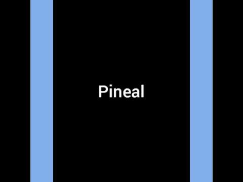 FLUYENDO - PiNEAL