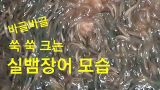 쑥쑥 자라는 실뱀장어 크는 모습